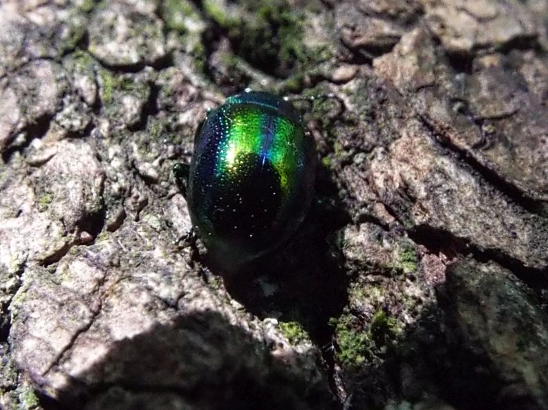 Chrysomelidae:  una Chrysolina? S, Chrysolina fastuosa