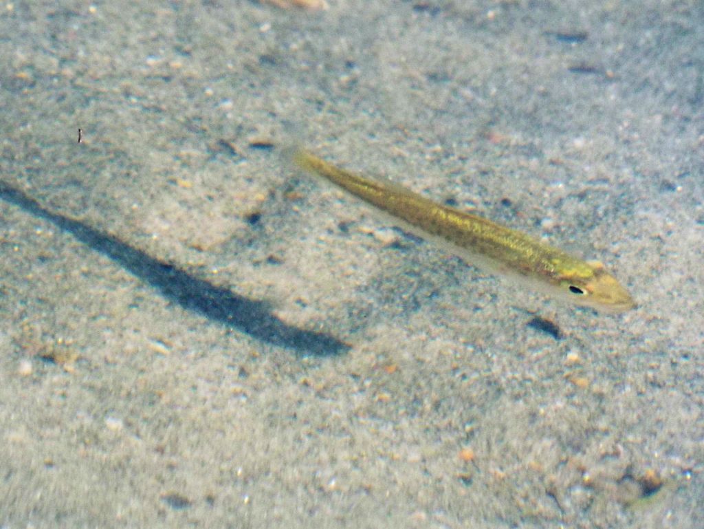 gionave di Persico trota (Micropterus salmoides)