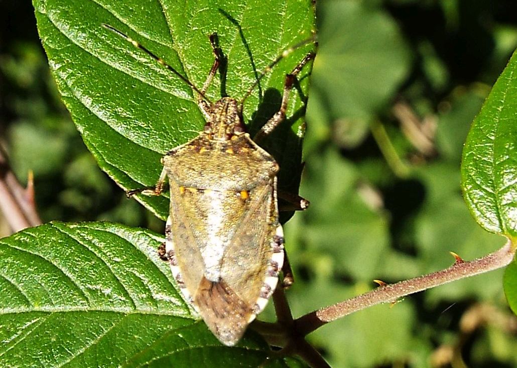 Pentatomidae: Halyomorpha halys ? S !