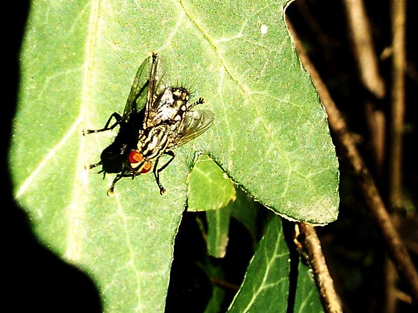Sarcophagidae: Sarcophaga sp., maschio