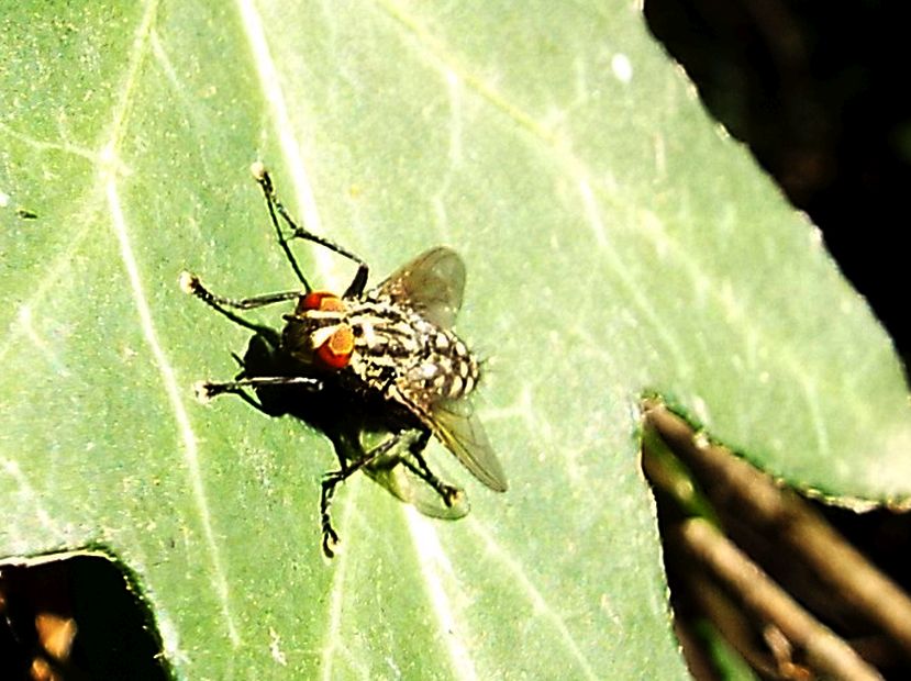 Sarcophagidae: Sarcophaga sp., maschio