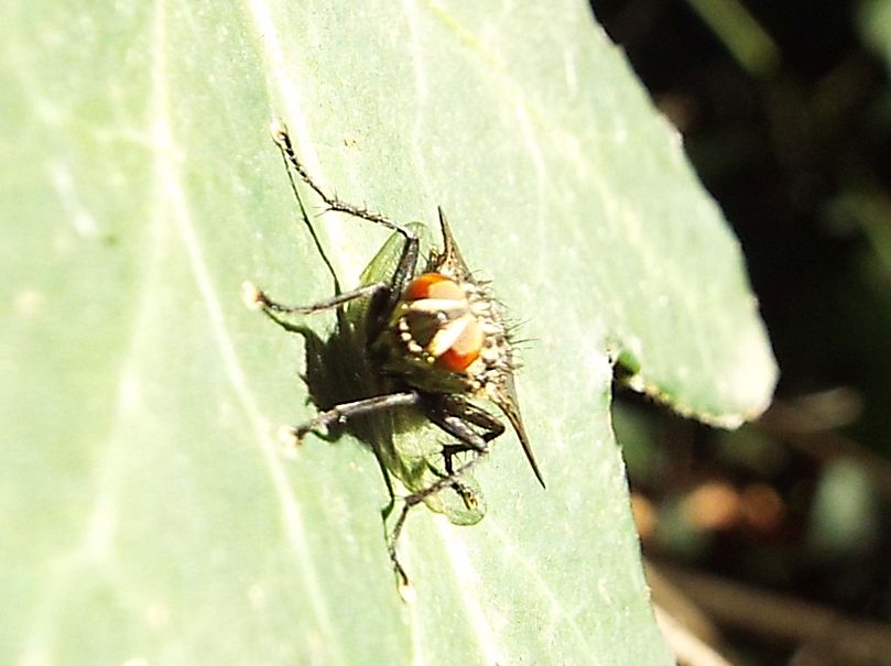 Sarcophagidae: Sarcophaga sp., maschio