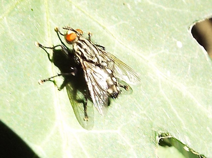 Sarcophagidae: Sarcophaga sp., maschio