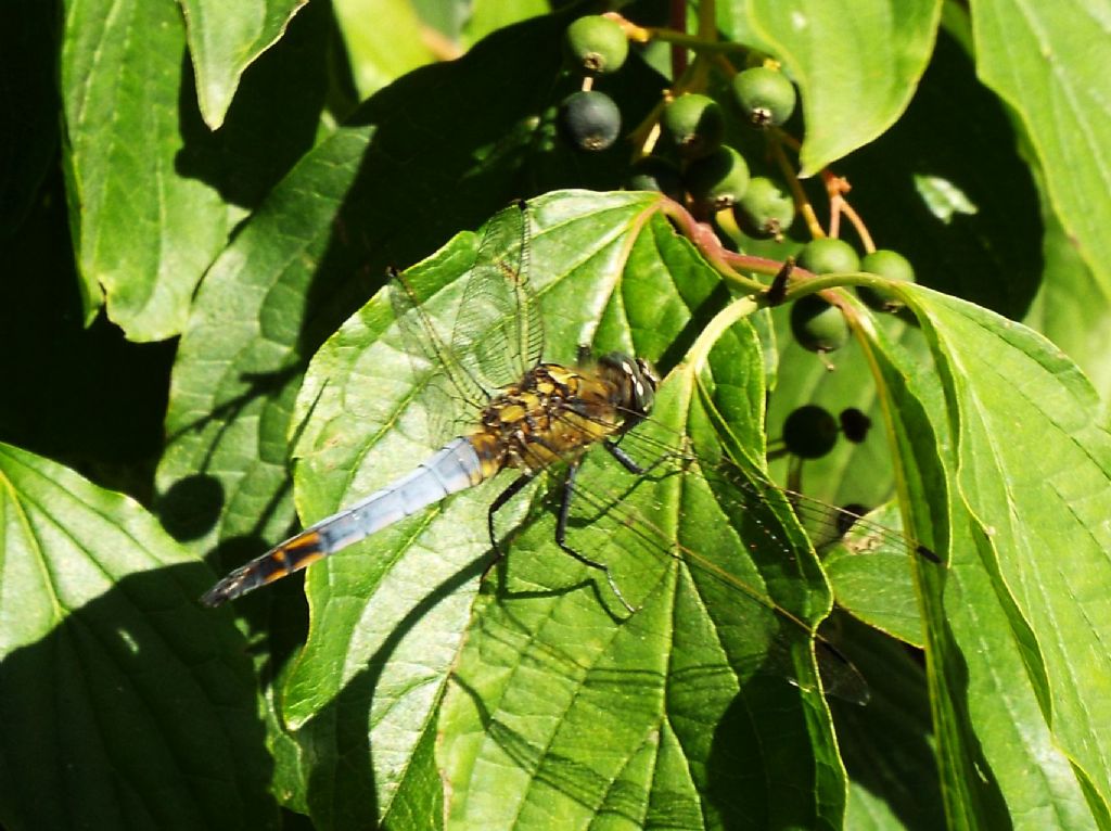 Orthetrum cancellatum, coerulescens e albistylum