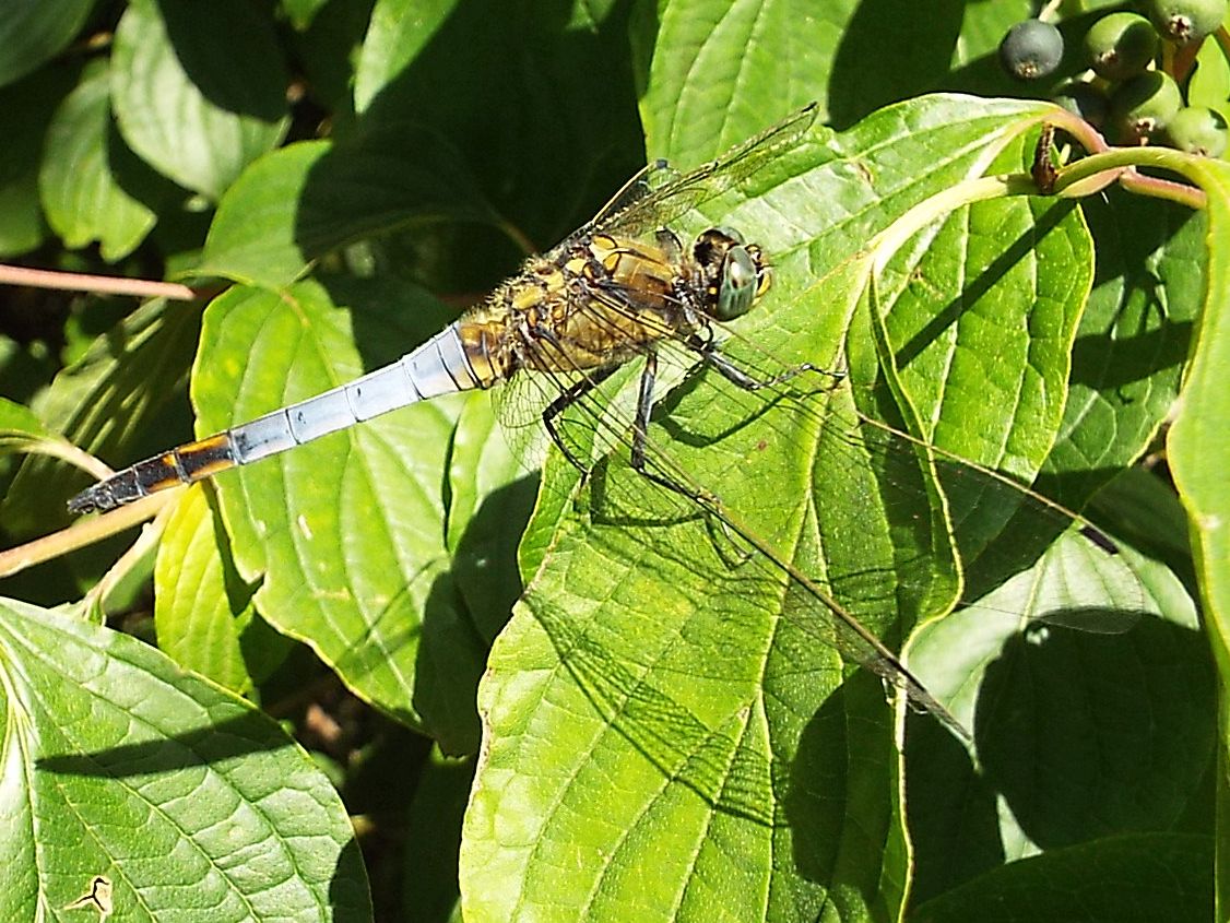 Orthetrum cancellatum, coerulescens e albistylum