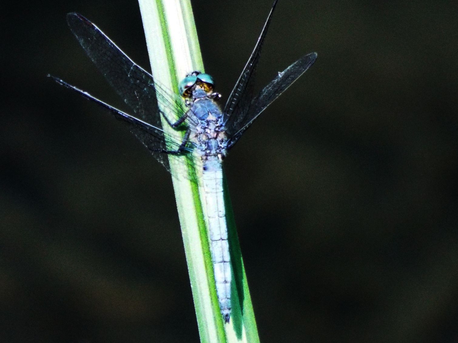 Orthetrum cancellatum, coerulescens e albistylum