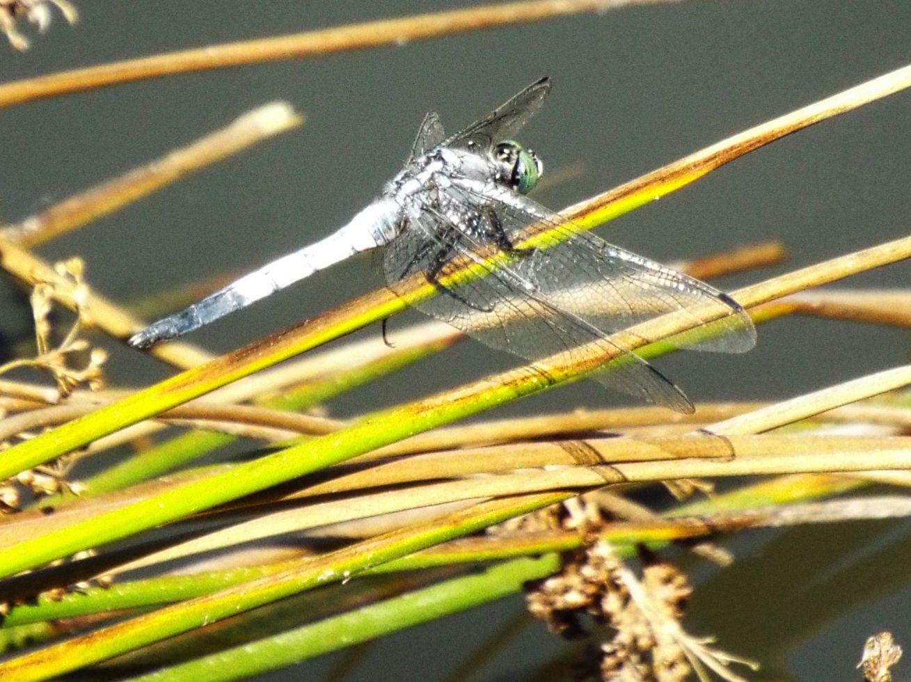 Orthetrum cancellatum, coerulescens e albistylum