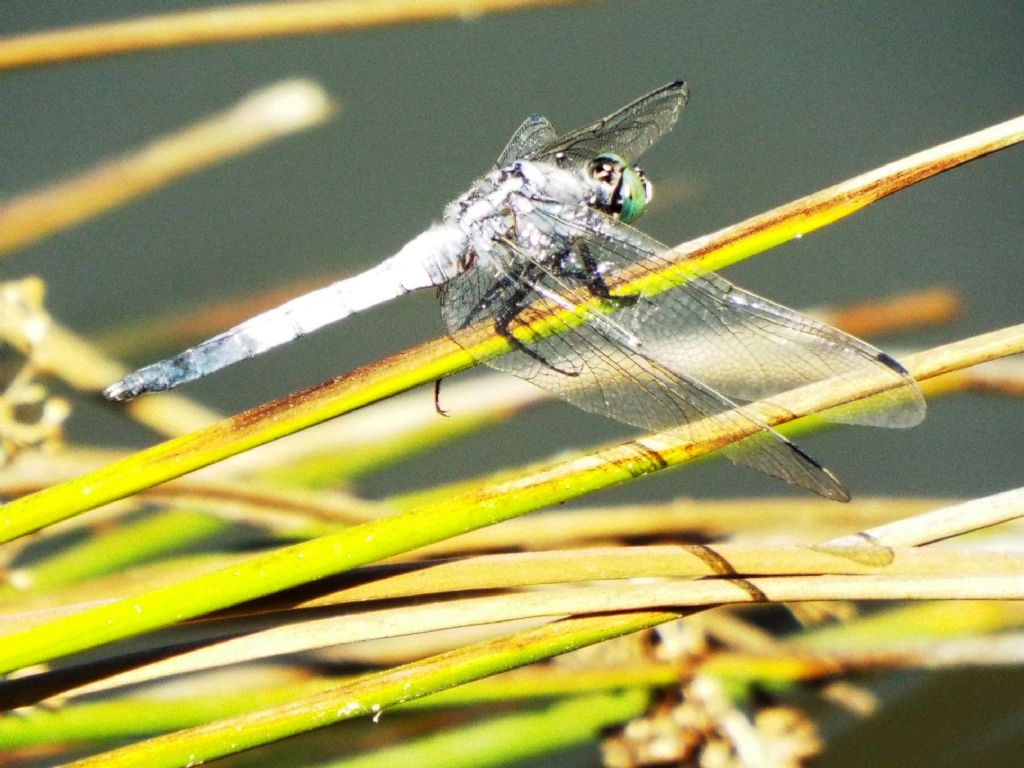 Orthetrum cancellatum, coerulescens e albistylum