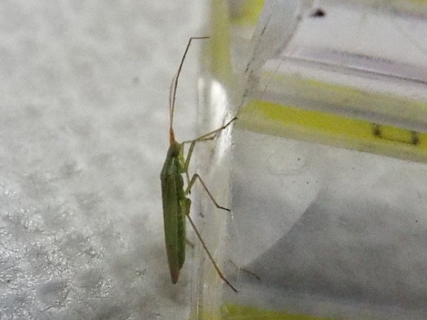 Miridae: Trigonotylus cfr. ruficornis ?.....Trigonotylus sp.