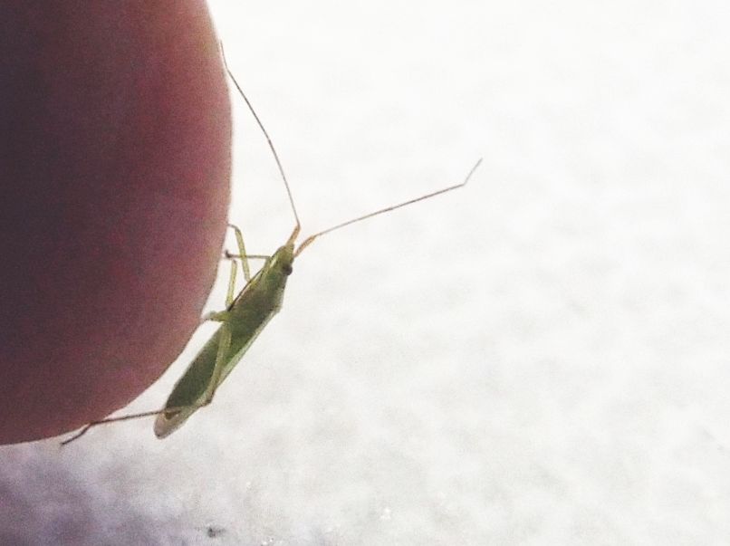 Miridae: Trigonotylus cfr. ruficornis ?.....Trigonotylus sp.