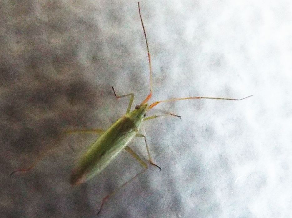 Miridae: Trigonotylus cfr. ruficornis ?.....Trigonotylus sp.