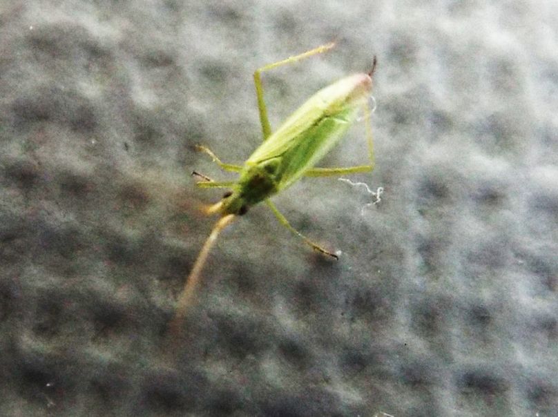 Miridae: Trigonotylus cfr. ruficornis ?.....Trigonotylus sp.