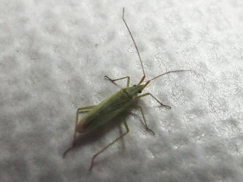 Miridae: Trigonotylus cfr. ruficornis ?.....Trigonotylus sp.