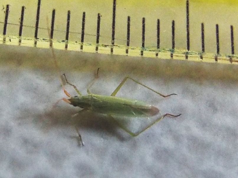 Miridae: Trigonotylus cfr. ruficornis ?.....Trigonotylus sp.