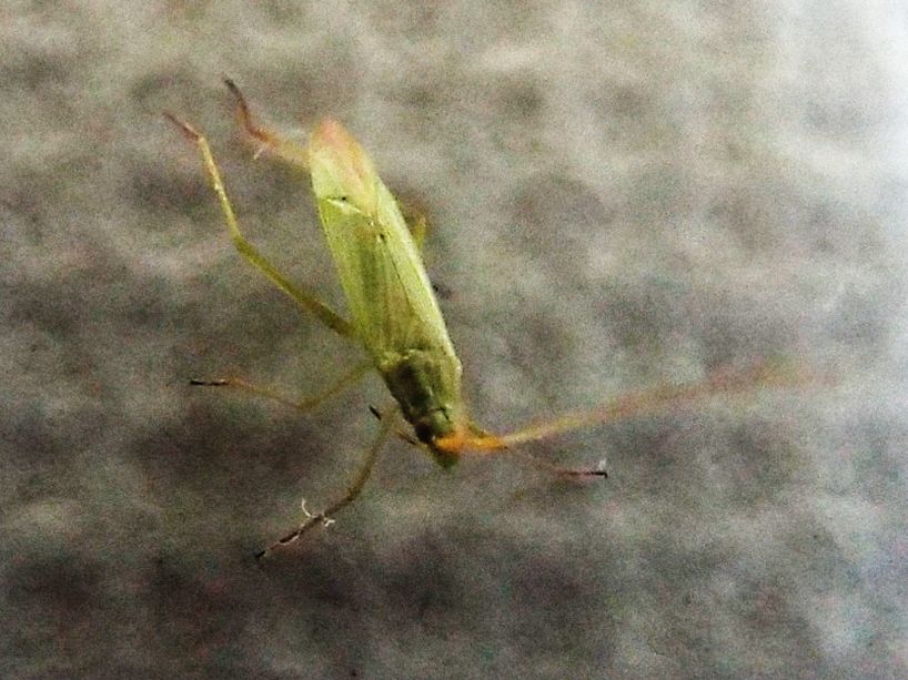 Miridae: Trigonotylus cfr. ruficornis ?.....Trigonotylus sp.