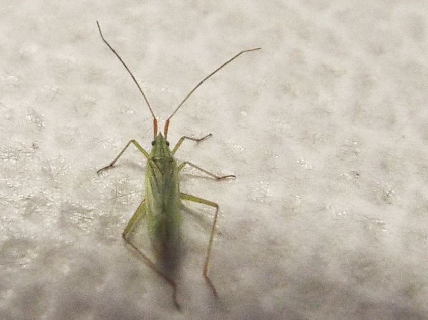 Miridae: Trigonotylus cfr. ruficornis ?.....Trigonotylus sp.