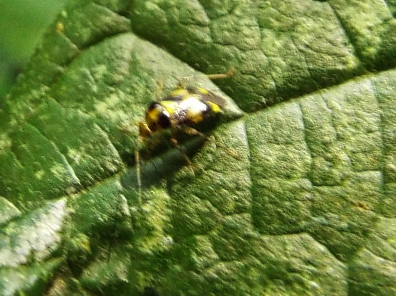 Miridae: Liocoris tripustulatus