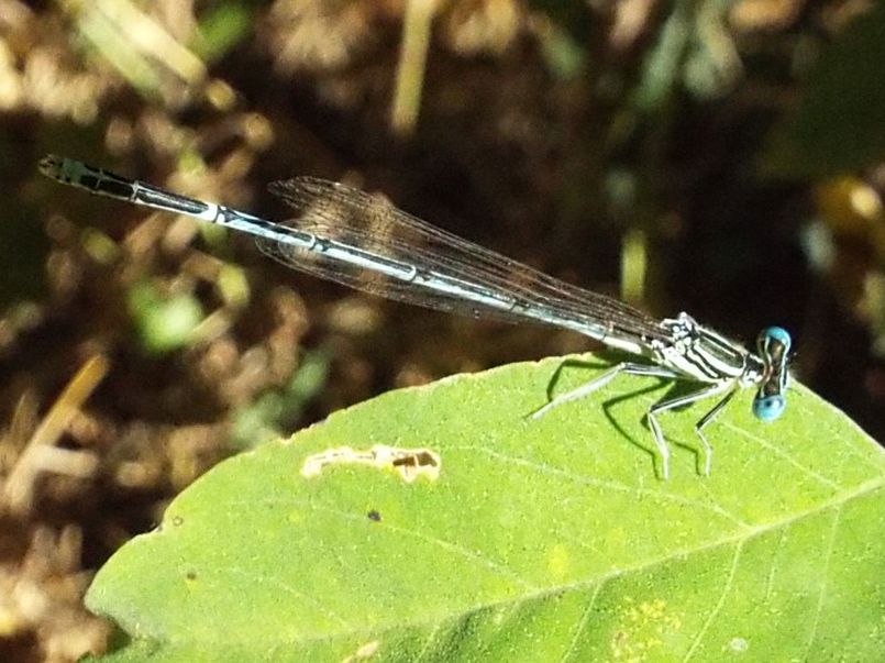 Platycnemis pennipes, maschio