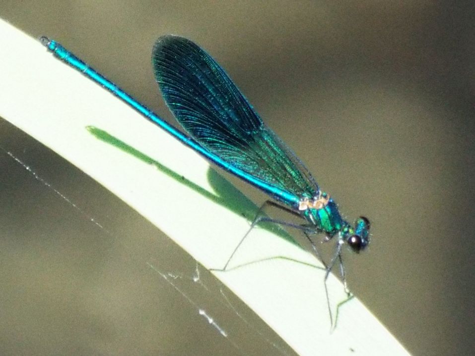 Calopteryx  splendens, maschio