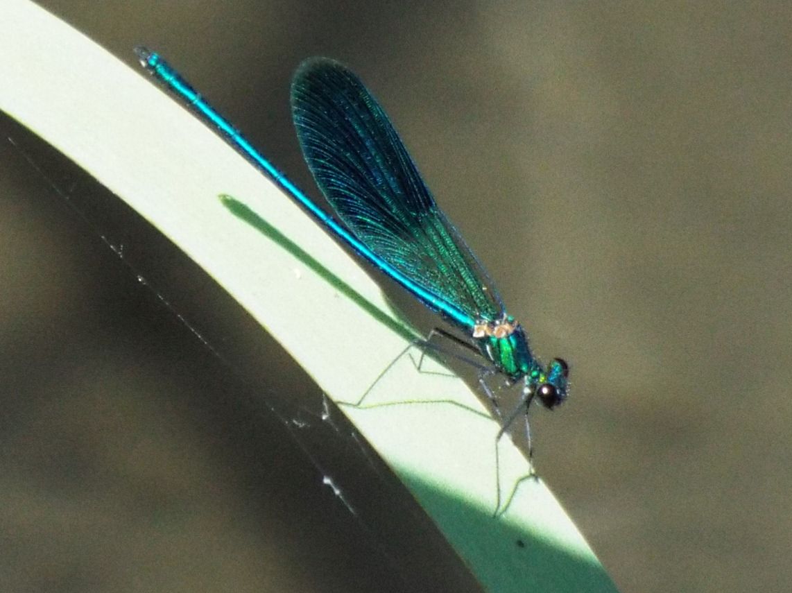 Calopteryx  splendens, maschio