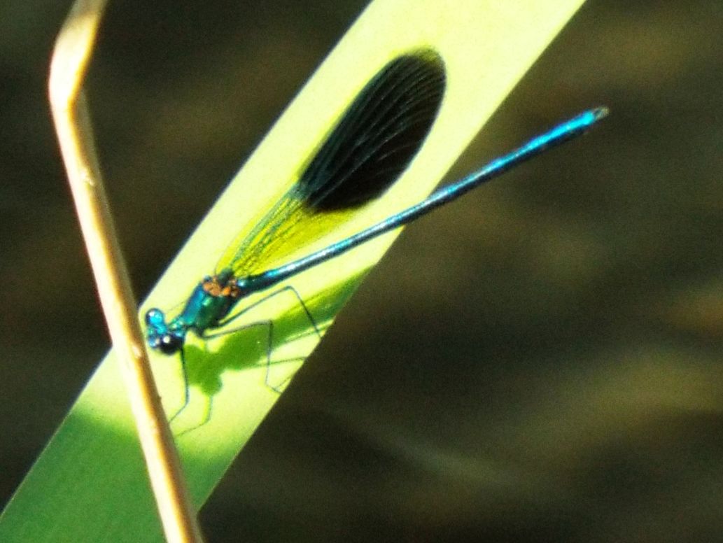 Calopteryx  splendens, maschio