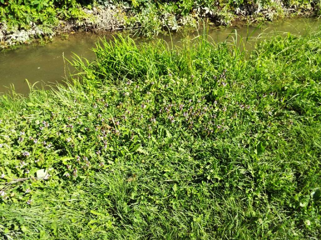 Prunella vulgaris (Lamiaceae)