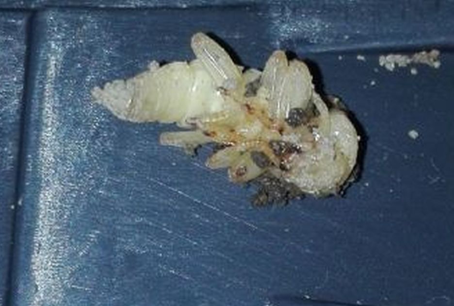 Ritrovamento strano