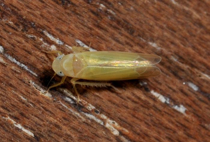 Edwardsiana sp. (Cicadellidae)