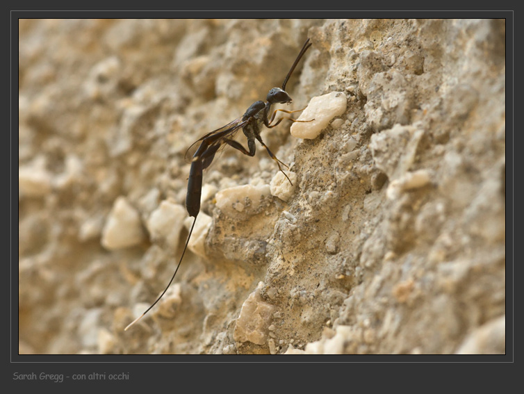 Sul muro di casa: Gasteruption sp. (Gasteruptiidae).