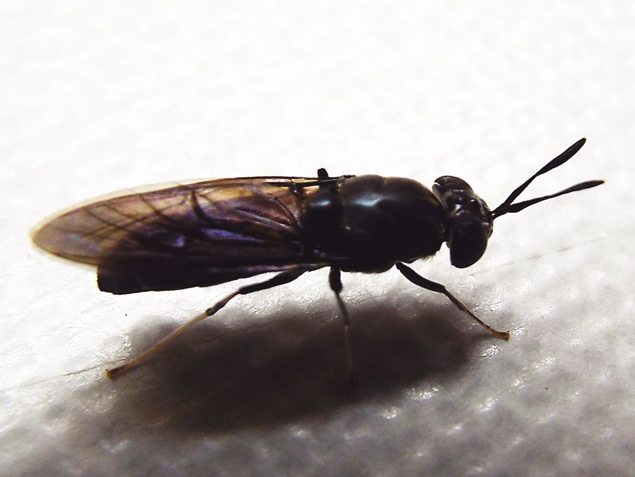 Hermetia illucens (Stratiomyidae)