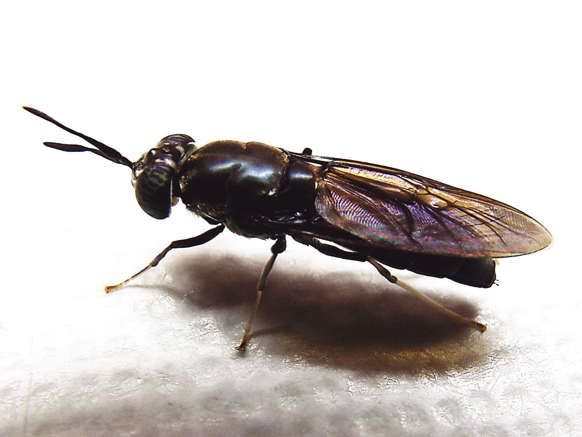 Hermetia illucens (Stratiomyidae)