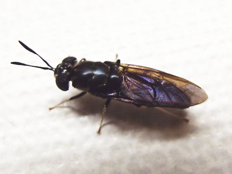 Hermetia illucens (Stratiomyidae)