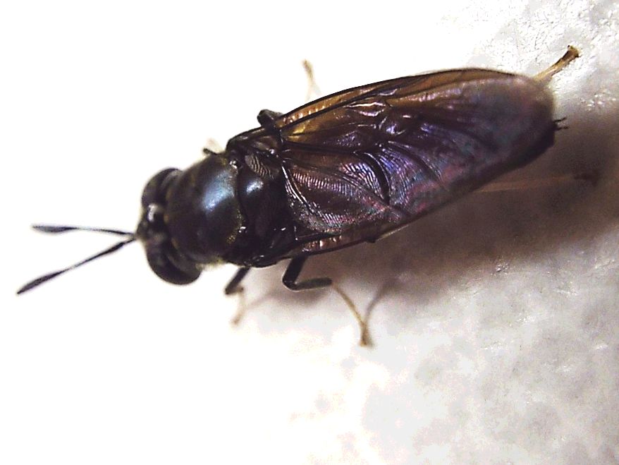 Hermetia illucens (Stratiomyidae)