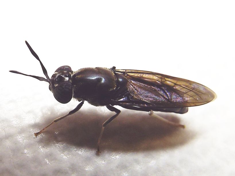 Hermetia illucens (Stratiomyidae)