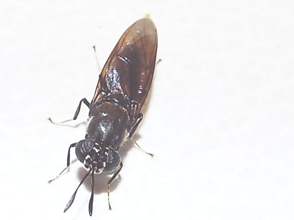 Hermetia illucens (Stratiomyidae)