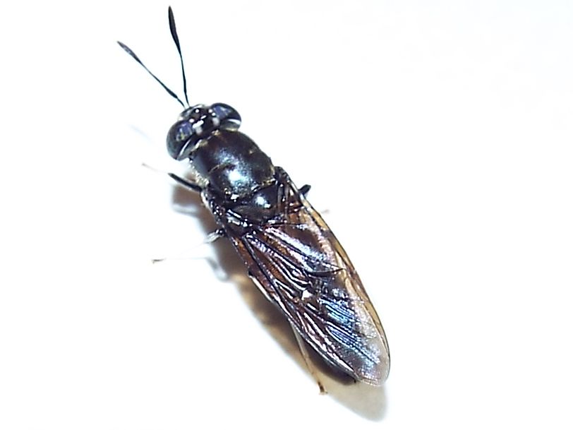 Hermetia illucens (Stratiomyidae)