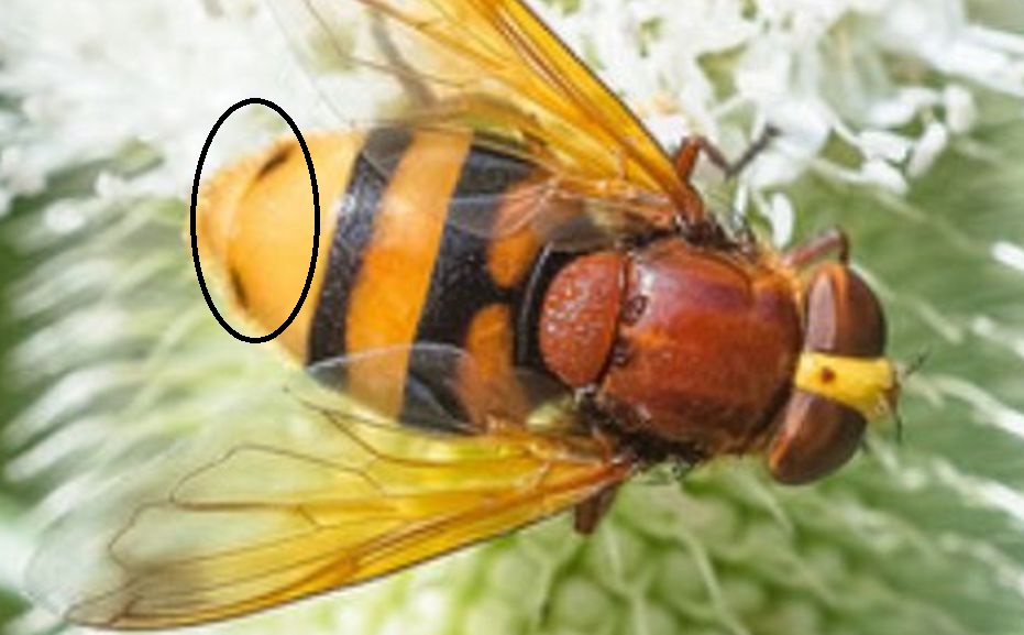 Syrphidae: Volucella zonaria?  S, femmina !
