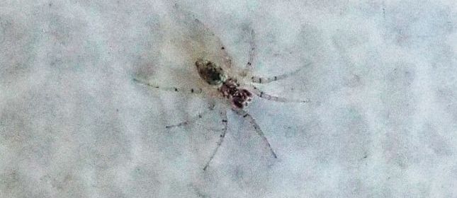 Un altro Oecobius navus ? S !  -  Milano
