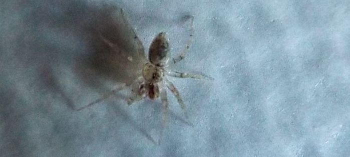 Un altro Oecobius navus ? S !  -  Milano