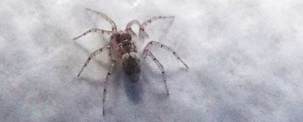 Un altro Oecobius navus ? S !  -  Milano