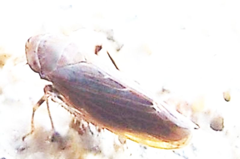 Cicadellidae da identificare:  Cicadellidae Deltocephalinae