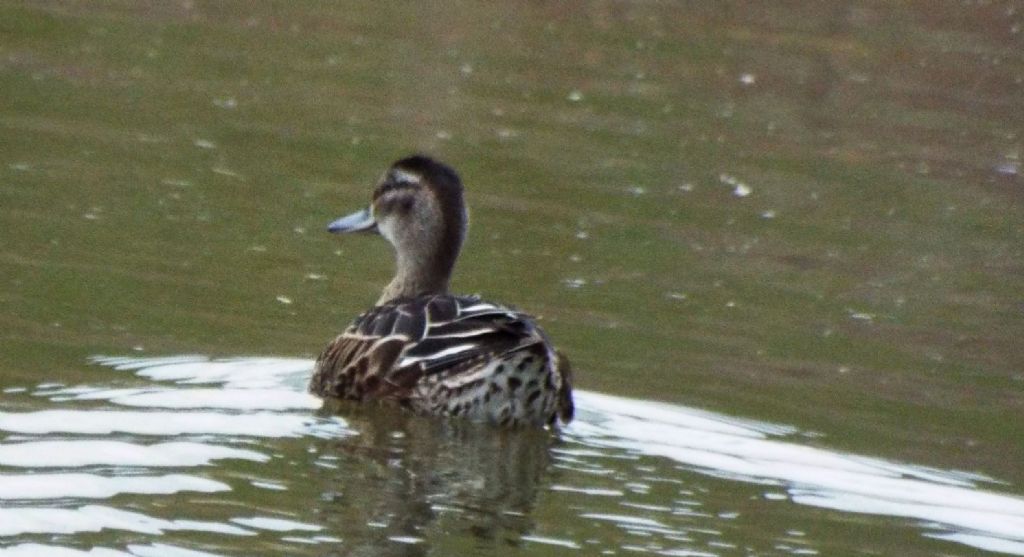 L''anatra solitaria:  Marzaiola (Anas querquedula), femmina