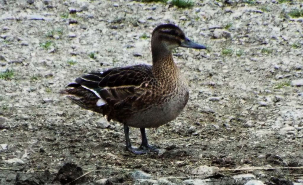 L''anatra solitaria:  Marzaiola (Anas querquedula), femmina