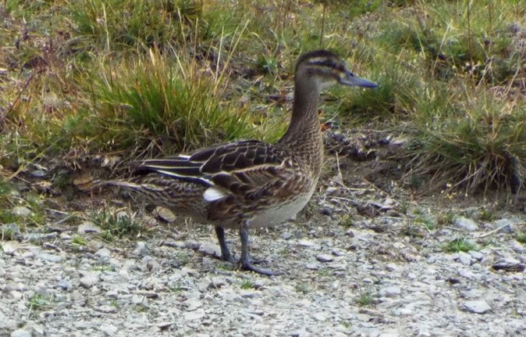 L''anatra solitaria:  Marzaiola (Anas querquedula), femmina