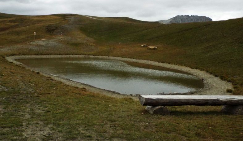 L''anatra solitaria:  Marzaiola (Anas querquedula), femmina