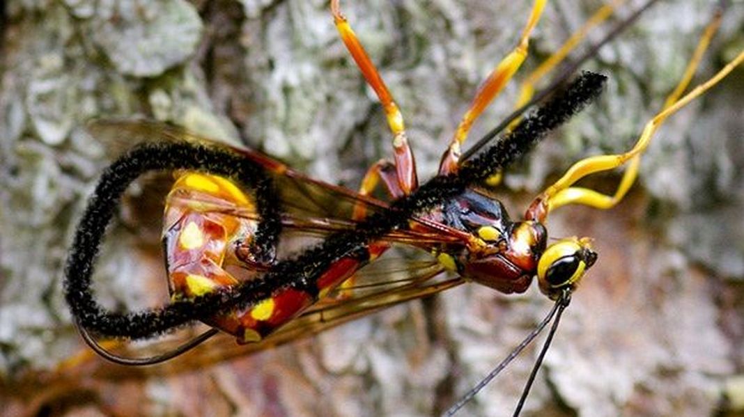 Ichneumonidae: Megarhyssa cfr. vagatoria