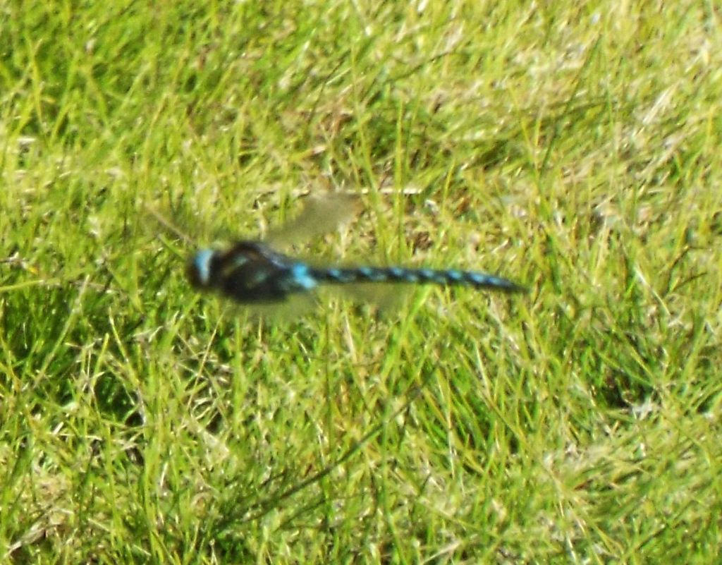 Da identificare, se possibile:  Aeshna juncea, maschio