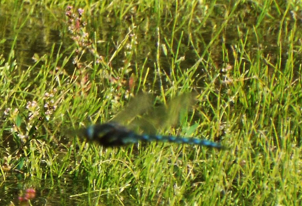 Da identificare, se possibile:  Aeshna juncea, maschio