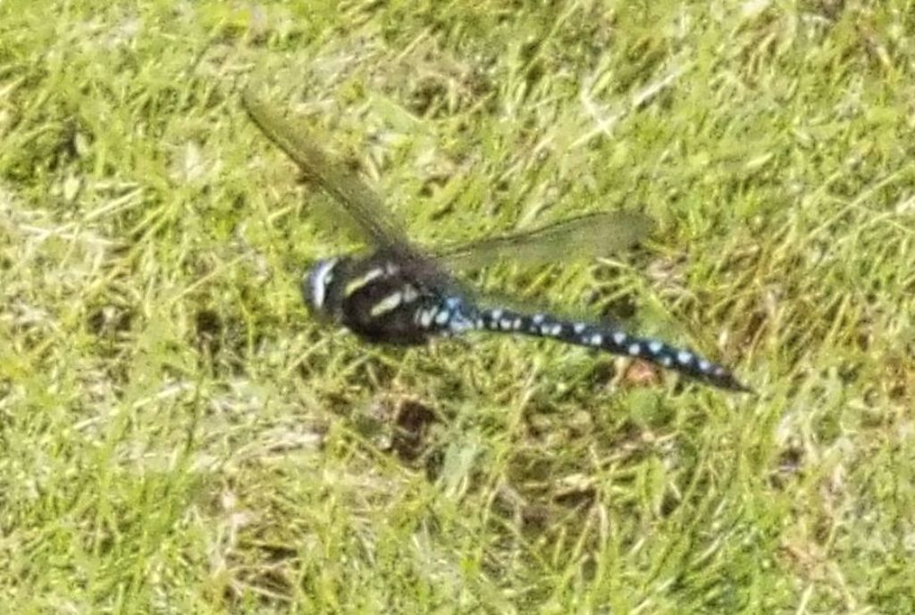 Da identificare, se possibile:  Aeshna juncea, maschio