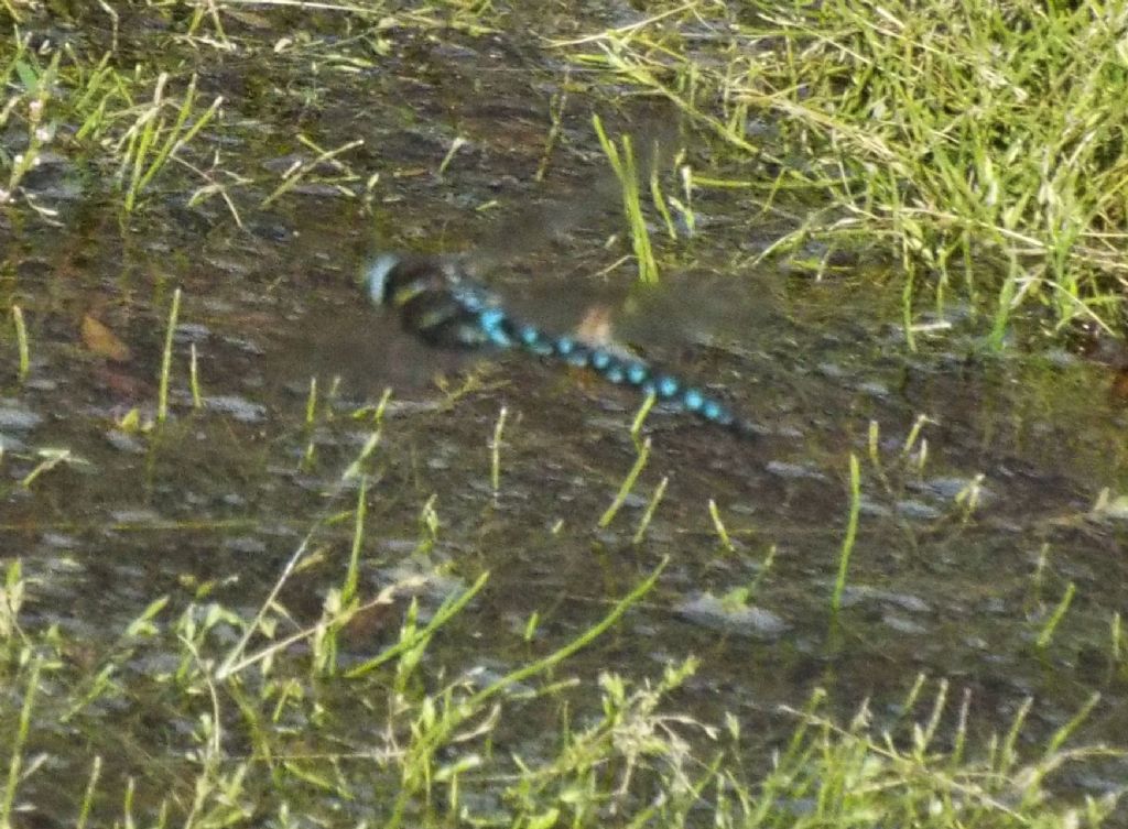 Da identificare, se possibile:  Aeshna juncea, maschio